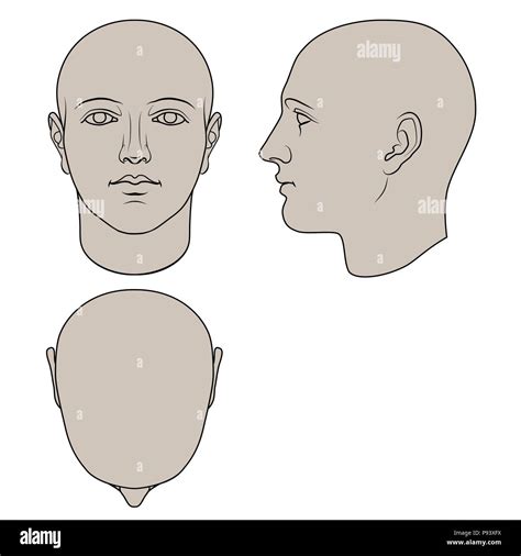 human head profile proportions