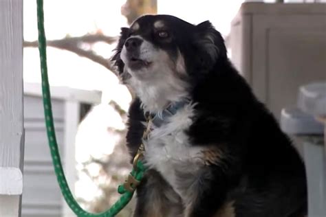 Perro Hereda Millones De D Lares Tras La Muerte De Su Due O El