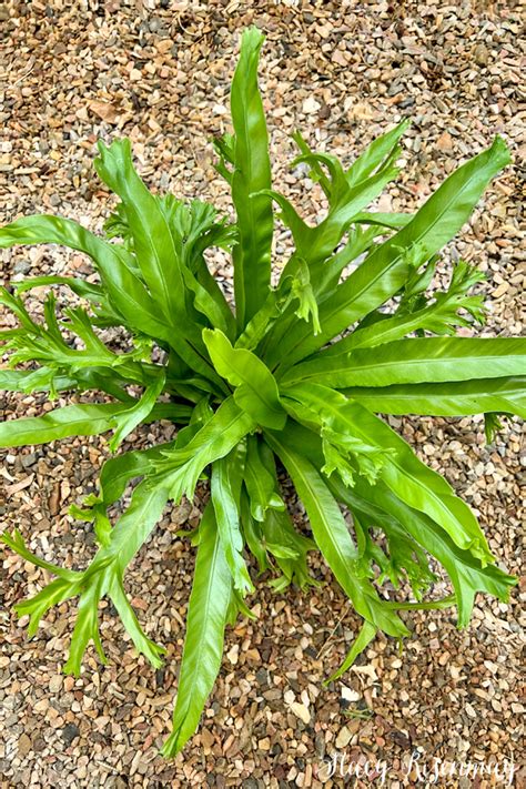 How To Care For Birds Nest Ferns Stacy Risenmay