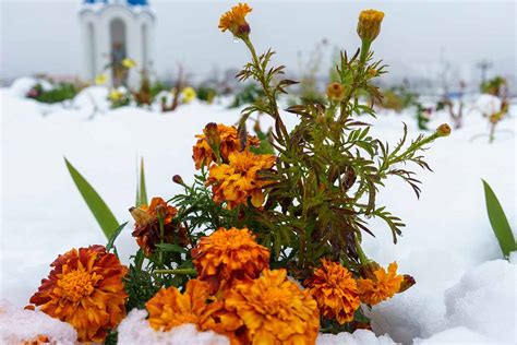 Why Arent My Marigolds Blooming Common Causes And Solutions