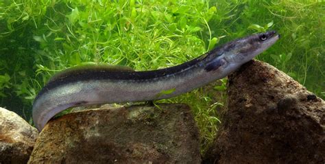 Comprehensive Eel Guide: Species, Habitat, Life Cycle, and Diet ...