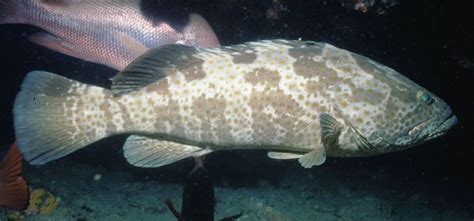 Goldspotted Rockcod Epinephelus Coioides Hamilton Buchanan 1822