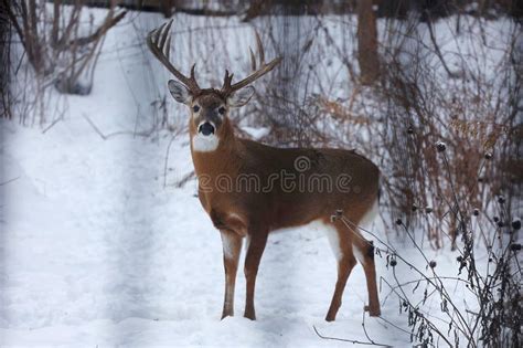 Buck with Antlers 4 - White-tailed Deer in Wintry Setting - Odocoileus ...