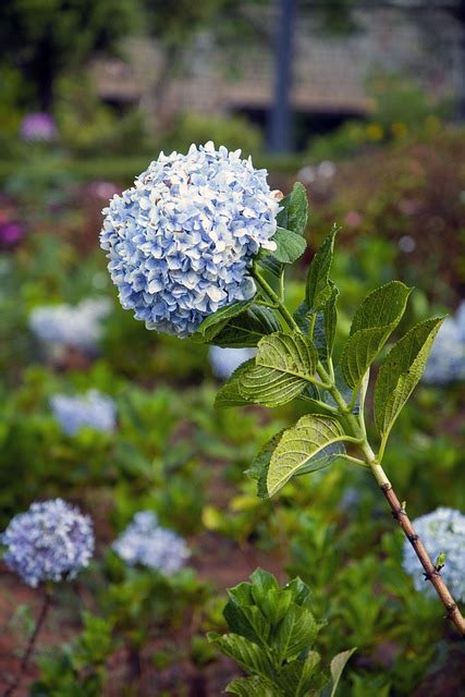 Bunga Bloom Hydrangea Foto Gratis Di Pixabay Pixabay