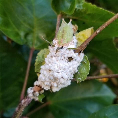 How To Get Rid Of Mealybugs Naturally Ultimate Guide BugWiz