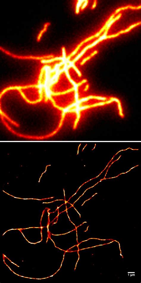 Fluorescence microscopy – Scientific Center for Optical and Electron ...