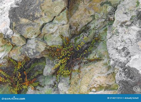 Inside View Of A Cave Plants Plitvice Lakes National Park Stock Image