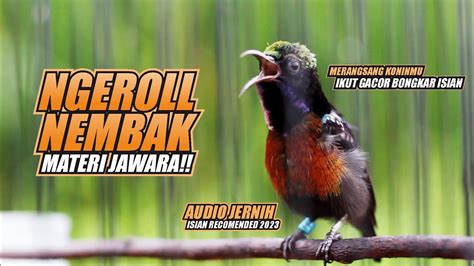 Kolibri Ninja Gacor Full Isian Ngeroll Nembak Ampuh Buat Pancingan