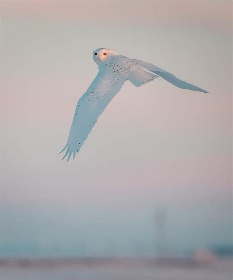 Snowy Owl In Flight Photograph By Mark Duffy Fine Art America