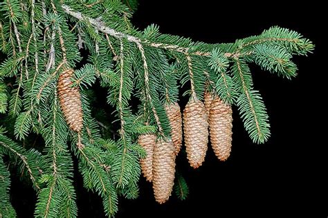 Picea Abies Monaco Nature Encyclopedia