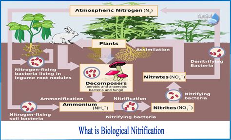 What Is Biological Nitrification Netsol Water