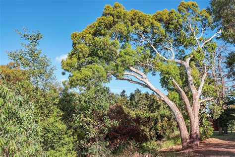 Eucalyptus Okgo Net