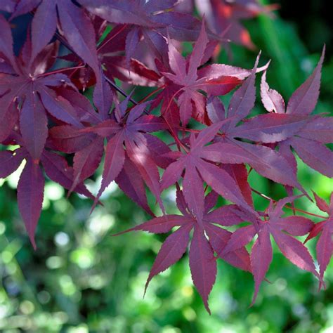 Acer Palmatum Bloodgood Pot De Litres