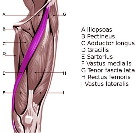 Anatomi Otot Sartorius Origo Insersi Aksi Saraf Dan Arteri Hot Sex