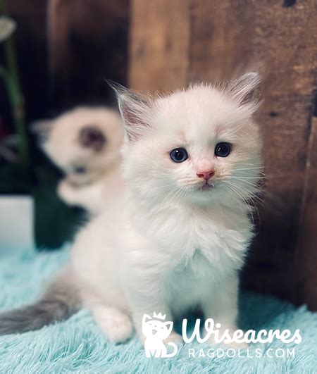 Gallery Of Blue Point Bicolor Ragdoll Kittens