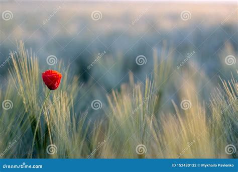 As Papoilas Vermelhas Florescem Em Um Campo De Trigo Spikelets