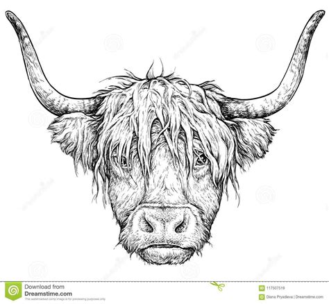 Illustration about Realistic sketch of Scottish Cow, black and white drawing, vector ...