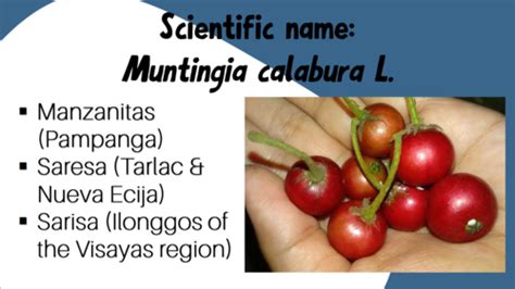 Taxonomy And Systematics Flashcards Quizlet