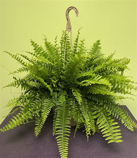 Boston Fern Plant by Philadelphia Flower Market