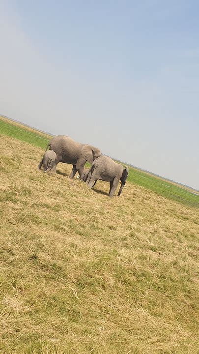 Elephants Amboseli Free Photo On Pixabay Pixabay