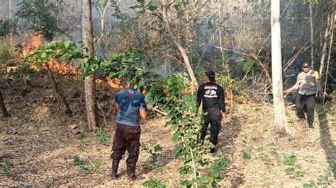 Kawasan Hutan Di Tulungagung Terbakar Diduga Berawal Dari Pencari