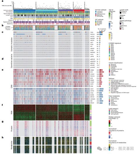 Nat Cancer 复旦邵志敏团队：中国乳腺癌多组学特征 知乎