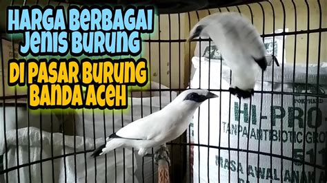 Survei Harga Berbagai Jenis Burung Di Pasar Burung Banda Aceh 2019