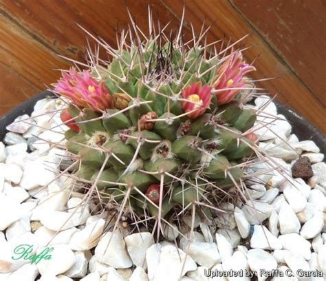 Mammillaria Carnea