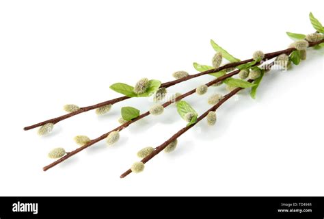 Pussy Willow Twigs Isolated On White Stock Photo Alamy