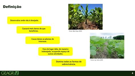 Manejo De Plantas Daninhas Na Soja PPT