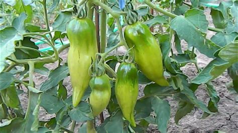 Томат Розовый тюльпан. Цветение и завязывание плодов. - YouTube