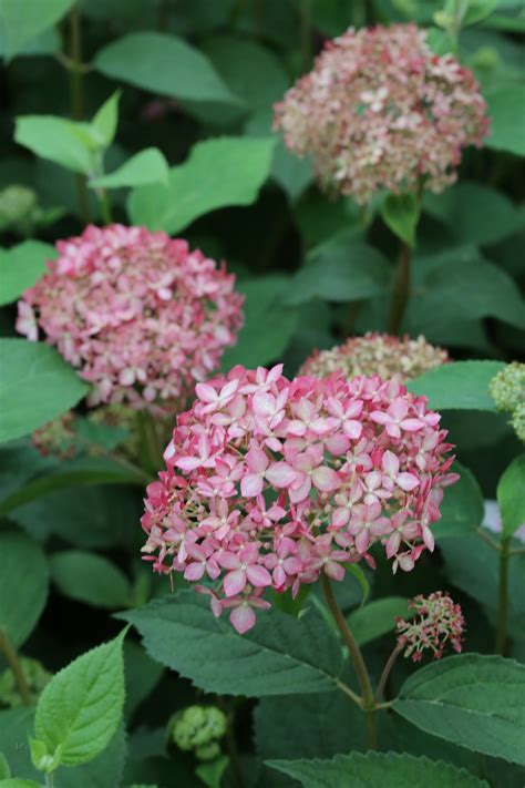Гортензия Пинк Аннабель Описание И Фото Отзывы – Telegraph