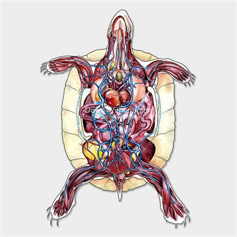 Chelonian anatomy combined layers – drawnbydawn