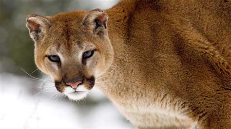 Bend Police Kill Cougar Above Popular Hiking Trail