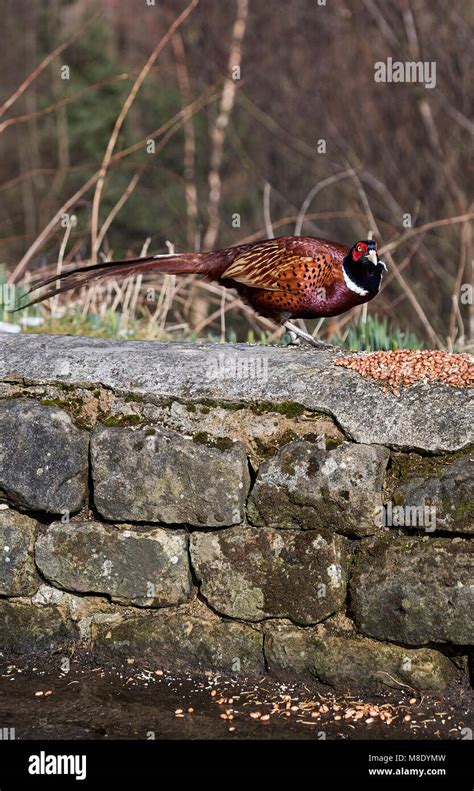 A Male Common Pheasant Feeding On A Stone Wall All Rights Reserved