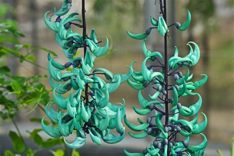 Trepadeira Jade Azul Aprenda A Cultivar Essa Bela Planta Em Sua Casa