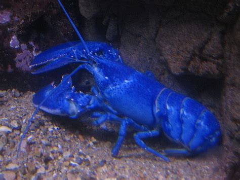 Blue Lobster | Weird sea creatures, Beach creatures, Incredible creatures