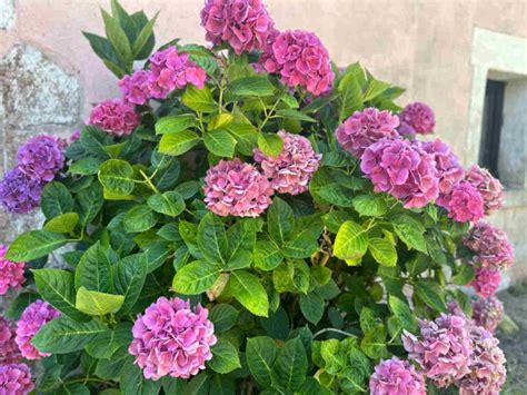 Hortensia Conseils De Plantation Culture Et Entretien Ciref