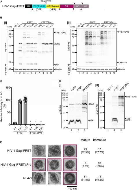 Frontiers Fret Based Detection And Quantification Of Hiv 1 Virion Maturation