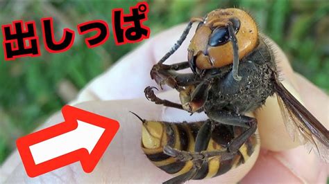 オオスズメバチが毒針を出しっぱなしのまま‥ Youtube