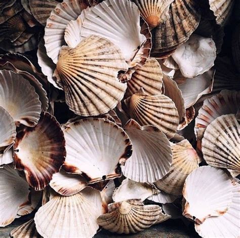 Go Shell 🐚 Mermaid Aesthetic The Little Mermaid Sea Shells