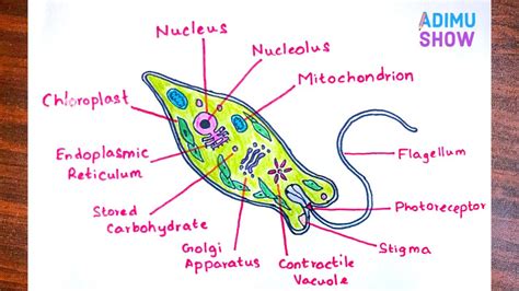 Draw And Label The Parts Of Euglena