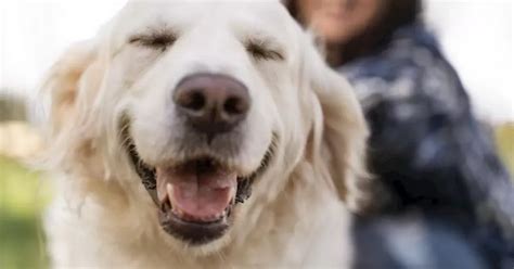 El Perro Ideal Para Vivir Con Ni Os C Mo Es El Car Cter De La Raza