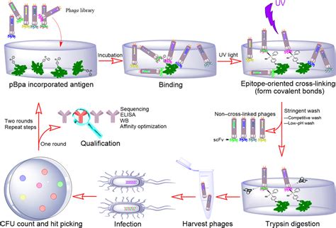 Epitope Directed Antibody Selection By Site Specific Photocrosslinking