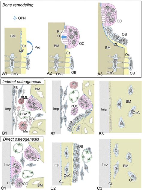 Figure From Osteopontindeficiency Disturbs Direct Osteogenesis In