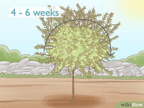 How to Prune a Dappled Willow: 11 Steps (with Pictures) - wikiHow