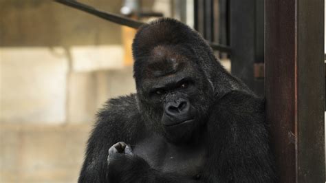 Surprisingly handsome male gorilla excites women - CNN