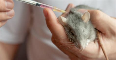 Scientists Implant Human Brain Cells in Mice - White Horse Media