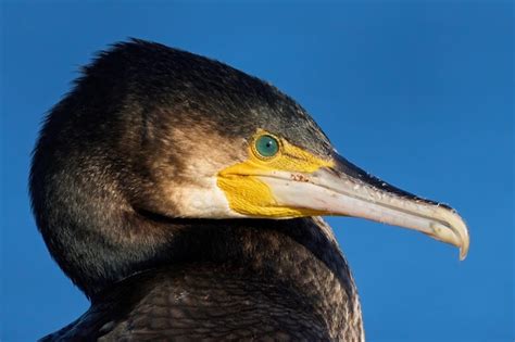 Premium Photo Great Cormorant Phalacrocorax Carbo