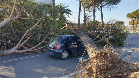 San Sebastiano Al Vesuvio Tragedia Sfiorata Pino Crolla Su Auto